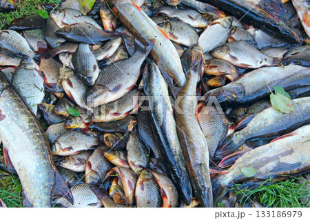 Caught crucians and pikes. Successful fishing. Fresh fish carps and pikes 133186979