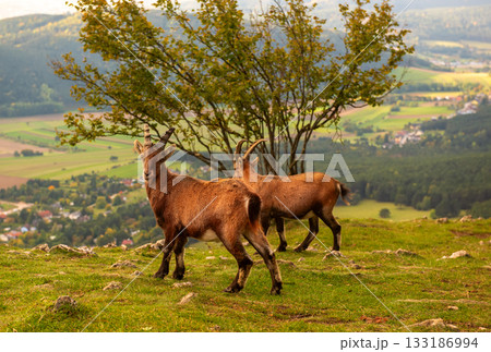 Two wild alpine ibexes standing on a mountain slope in Austria Two wild alpine ibexes standing on a mountain slope in Austria 133186994