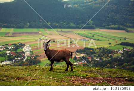 Wild alpine ibex standing on a mountain slope in Austria 133186998