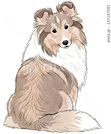 振り返るシェルティ水彩イラスト 133187091