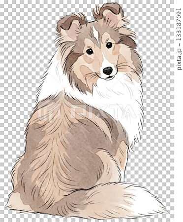 振り返るシェルティ水彩イラスト 133187091