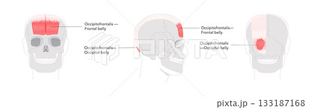 Occipitofrontalis - Human scalp muscle that raises the eyebrows and wrinkles the forehead, depicted in detailed anatomy 133187168
