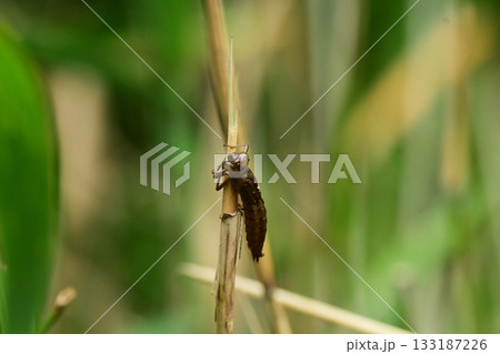 茎に残るヤゴの抜け殻 133187226