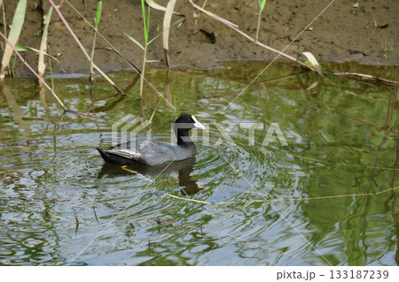 川岸のオオバン 川岸のオオバン 133187239
