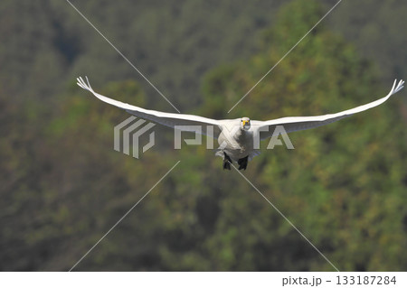 飛翔コハクチョウ 133187284