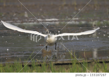 飛翔コハクチョウ 133187287