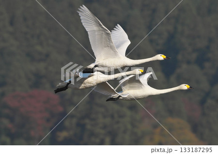 飛翔コハクチョウ 133187295