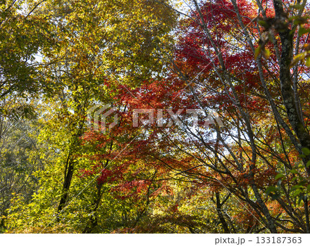 森の中の鮮やかな紅葉 森の中の鮮やかな紅葉 133187363