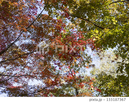 森の中の鮮やかな紅葉 森の中の鮮やかな紅葉 133187367