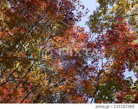 森の中の鮮やかな紅葉 133187368