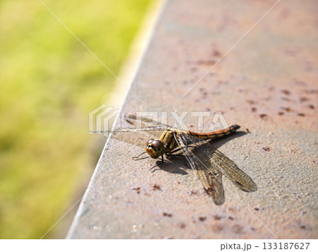 秋陽に羽を休めて 133187627