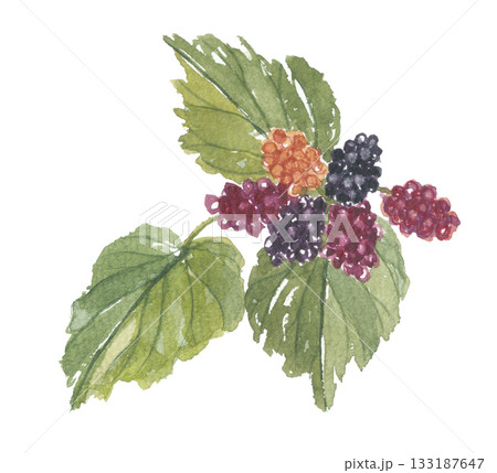 水彩で描いた桑の実と葉 133187647