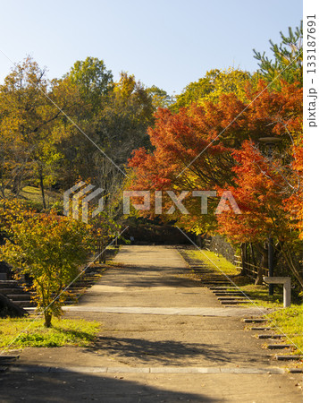 鮮やかな紅葉が美しい公園の風景 133187691