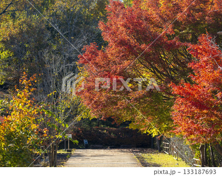 鮮やかな紅葉が美しい公園の風景 133187693