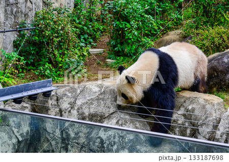 上野動物園 パンダの森 パンダ シャオシャオ 令和7年11月現在 上野動物園 パンダの森 パンダ シャオシャオ 令和7年11月現在 133187698