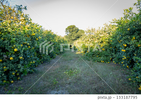 レモン レモン 133187795