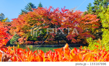 雲場池（秋） 133187896