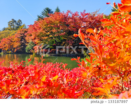 雲場池(秋) 雲場池(秋) 133187897