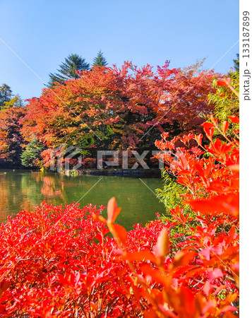 雲場池(秋) 雲場池(秋) 133187899