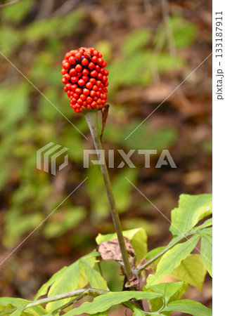 赤いマムシグサの実 赤いマムシグサの実 133187911