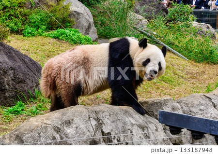 上野動物園 パンダの森 パンダ シャオシャオ 令和7年11月現在 上野動物園 パンダの森 パンダ シャオシャオ 令和7年11月現在 133187948