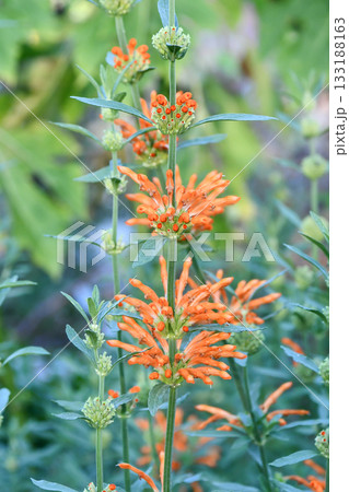 カエンキセワタ　Lion’s Ear 133188163