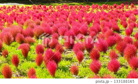 ゆにガーデンのコキア 133188165