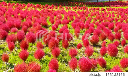 ゆにガーデンのコキア 133188166