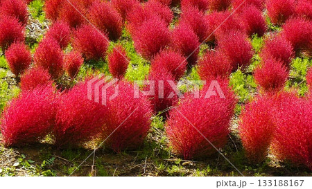 ゆにガーデンのコキア 133188167