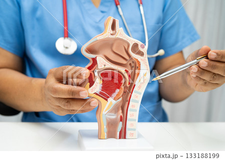 Asian doctor with nasal oral throat cavity neck human anatomy model for study diagnosis and treatment in hospital. Asian doctor with nasal oral throat cavity neck human anatomy model for study diagnosis and treatment in hospital. 133188199