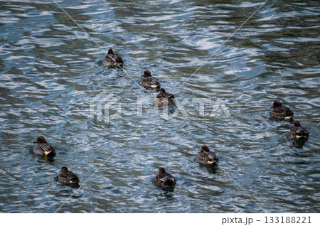 信濃川・やすらぎ堤の小鴨(こがも) 133188221
