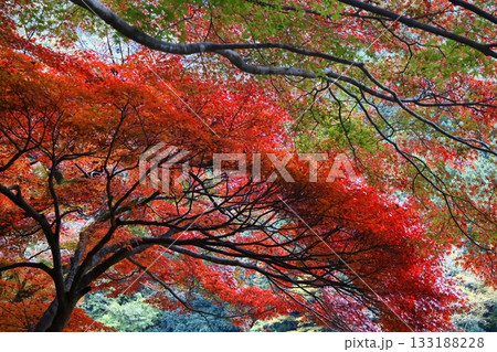 燃える秋 133188228