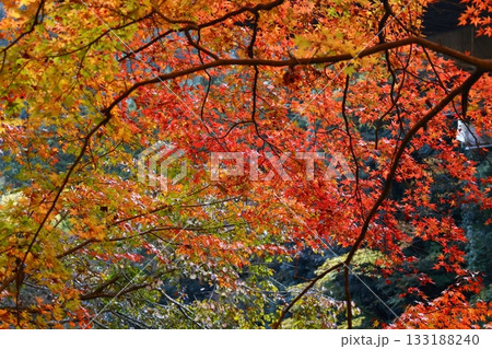 燃える秋 133188240