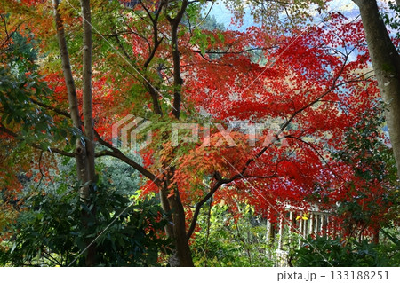 燃える秋 133188251