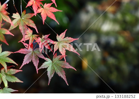 燃える秋 133188252