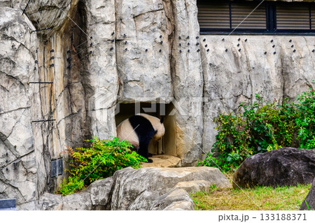 上野動物園　パンダの森　パンダ　シャオシャオ　令和7年11月現在 133188371