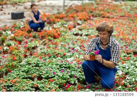 Man garden shop worker holding a balsam flower 133188509