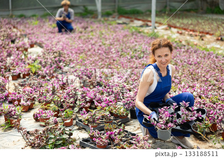 female worker arranges Tradescantia female worker arranges Tradescantia 133188511