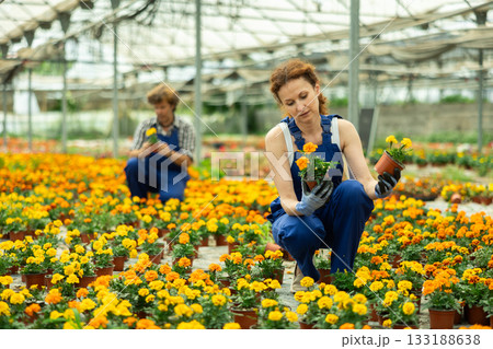 Gardening female worker in overall inspects young marigolds plants after treatment with antifungal drugs. Care, supervision, fungicides Gardening female worker in overall inspects young marigolds plants after treatment with antifungal drugs. Care, supervision, fungicides 133188638