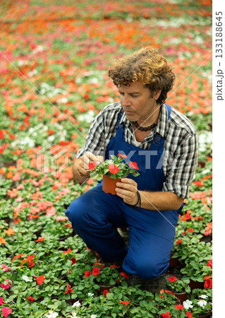 Man garden shop worker holding a balsam flower Man garden shop worker holding a balsam flower 133188645