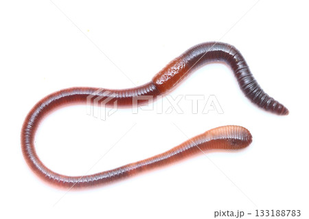 カッショクツリミミズ(クロイロツリミミズ) カッショクツリミミズ(クロイロツリミミズ) 133188783
