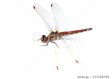 アキアカネ（メス） 133188784