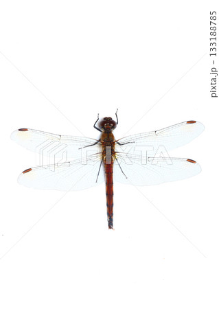 上から見たアキアカネ(メス) 上から見たアキアカネ(メス) 133188785