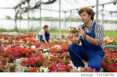 Male greenhouse worker with Flowers 133188799
