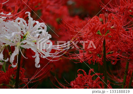 情熱の花 133188819