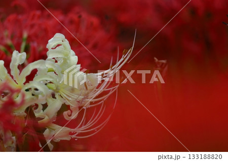 情熱の花 情熱の花 133188820