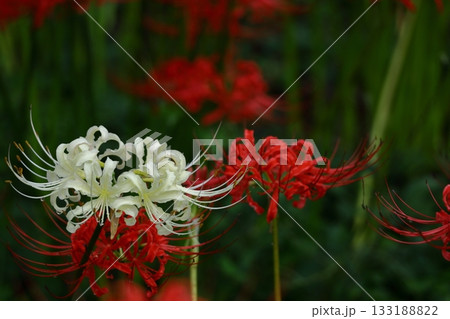情熱の花 133188822