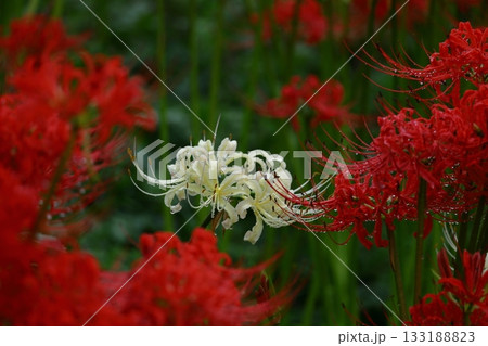 情熱の花 情熱の花 133188823