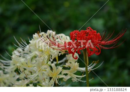 情熱の花 133188824