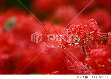 情熱の花 133188825
